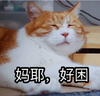 萌宠 喵星人 妈耶好困 我好想睡觉 可爱 呆萌