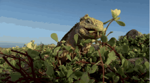 加拉帕戈斯群岛 动物 厄瓜多尔 可爱 搞笑 纪录片 进食 陆蜥蜴