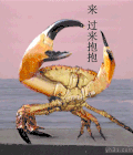 蟹子 帝王 威武 霸气