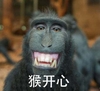 soogif 豹笑表情