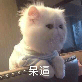 萌寵 貓咪 喵星人 呆逼 斗圖