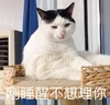 刚睡醒 不想理你 猫