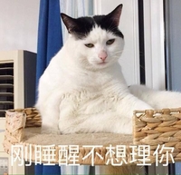 刚睡醒 不想理你 猫