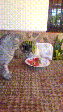 猫咪 餐桌 瓜皮帽 要一起吗