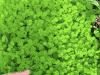 植物 plants nature