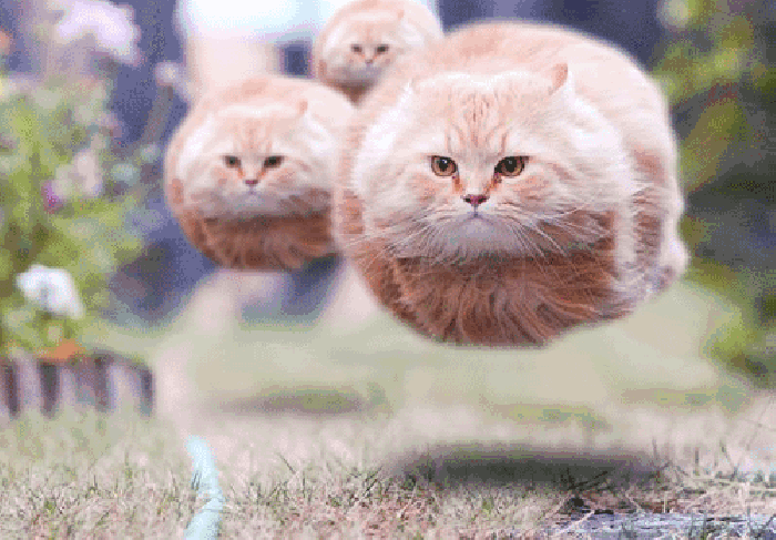 小猫 漂浮 高冷 动物