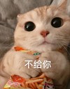 萌宠 猫星人 不给你 你走开 搞怪 逗