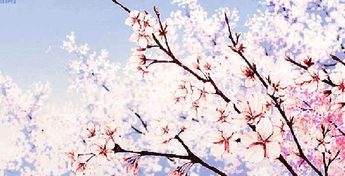 天空 樱树 微风 花瓣