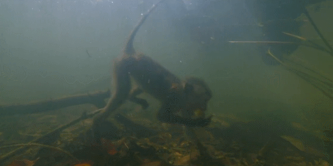 动物 游泳 猴子 猴子王国 纪录片