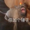萌宠 汪星人 倪雄阁锤子 生气 搞怪 呆萌
