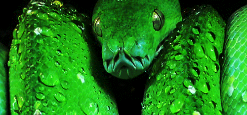 蛇 绿色 可怕 冷血