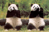 熊猫 萌化了 天然呆 动物 panda