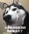 萌宠 汪星人 凡是用钱解决的我都解决不了 双十一 搞怪 逗