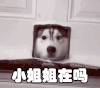 小姐姐在吗 狗 撩妹 卖萌
