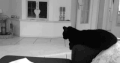 小猫 可爱 听话 黑色