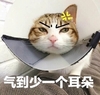 萌宠 猫星人 气到少一个耳朵 生气 呆萌 可爱