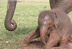 大象 宝宝 玩耍 泥坑
