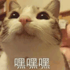 萌宠 猫星人 乖巧 嘿嘿嘿 搞怪 呆萌