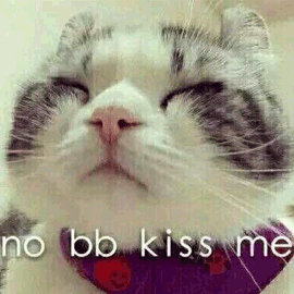 no bb kiss me 猫