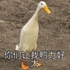 萌宠 小鸭子 你们让我压力好大 压力 呆萌 搞怪