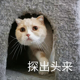 萌宠 猫咪 猫 喵星人 探出头来 搞怪