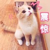 萌宠 猫星人 震惊 惊讶 搞怪 逗