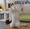 萌宠 猫星人 祈求暴富 祈祷 呆萌 可爱