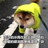 萌宠 汪星人 冷冷的冰雨在脸上胡乱地拍 泪流满面 淘气 搞怪