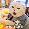 萌宠 猫星人 你们会不会玩啊 生气 搞怪 呆萌