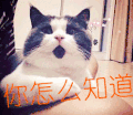 猫咪 你怎么知道 蒙圈 懵