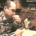 老外 猫咪 吃饭 动态