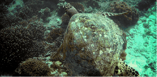 动物 塞舌尔群岛 海龟 纪录片 缓慢 风景