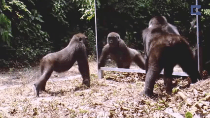 猴子 动物 镜子