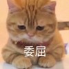 萌宠 猫星人 委屈 可怜 呆萌 可爱