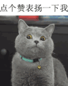 萌宠 搞笑 表扬 喵星人
