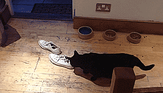 喵星人 猫 猫咪 萌宠