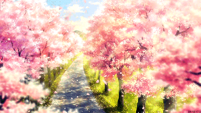 樱花 风景 唯美 动画