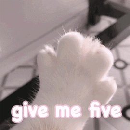 give me five 猫 搞怪 逗
