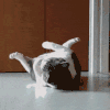 猫咪 躺着 你瞅啥 舔爪子