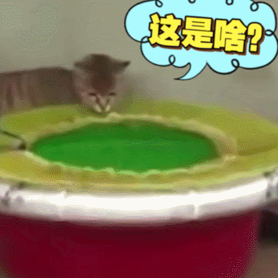 二哈 狗狗 汪星人 萌宠 可爱