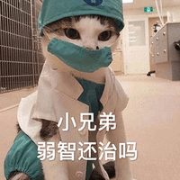 萌宠 猫 猫咪 喵星人 小兄弟 弱智