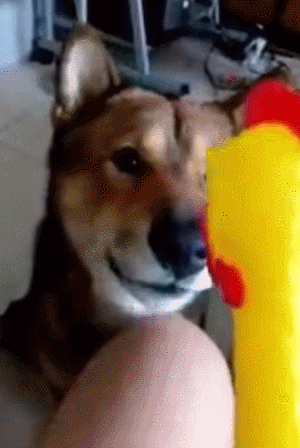 狗狗 可爱 玩具 公鸡