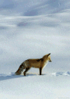 狐狸 雪地 大尾巴 狡猾