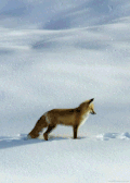 狐狸 雪地 大尾巴 狡猾