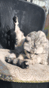 萌宠 喵星人 猫咪 可爱 宠物