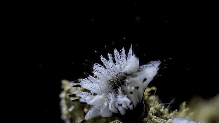 珊瑚 海绵  增长 海底