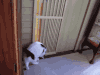 猫咪 喵星人 翻滚 萌萌哒