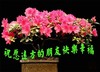 祝愿远方的朋友幸福快乐,祝福朋友,,祝你平安幸福,送你祝福快乐,, 花