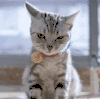 猫 喵星人 妈卖批