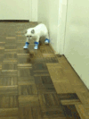 脚 鞋子 猫咪 可爱
